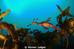Sea Dragon, Bicheno, Tasmania, Australia by Warren Judges 
